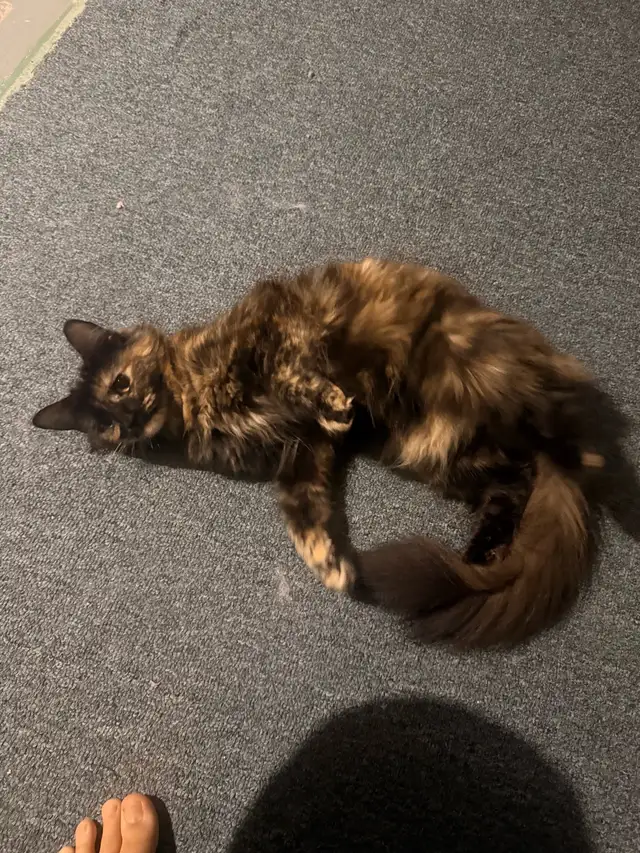 1 year old cat rehoming