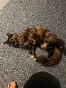 1 year old cat rehoming