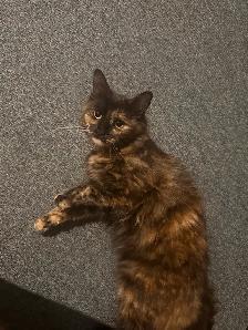 1 year old cat rehoming - Photo 2