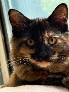 1 year old cat rehoming - Photo 3