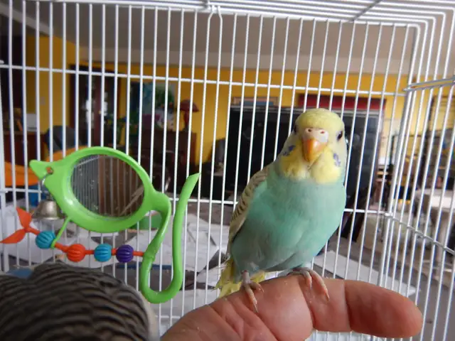 3 MONTH OLD BABY FEMALE BUDGIE FOR SALE