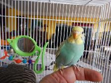 3 MONTH OLD BABY FEMALE BUDGIE FOR SALE