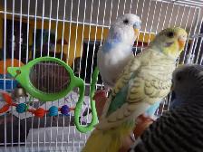 3 MONTH OLD BABY FEMALE BUDGIE FOR SALE - Photo 2