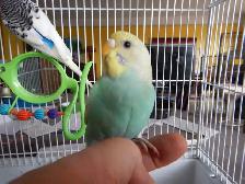 3 MONTH OLD BABY FEMALE BUDGIE FOR SALE - Photo 3