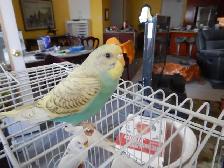 3 MONTH OLD BABY FEMALE BUDGIE FOR SALE - Photo 4