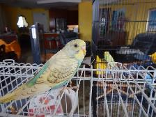 3 MONTH OLD BABY FEMALE BUDGIE FOR SALE - Photo 5