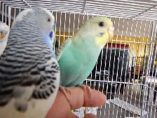 3 MONTH OLD BABY FEMALE BUDGIE FOR SALE - Photo 6