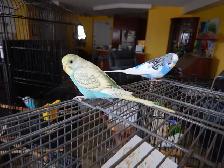 3 MONTH OLD BABY FEMALE BUDGIE FOR SALE - Photo 7
