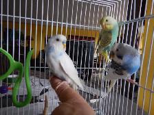 3 MONTH OLD BABY FEMALE BUDGIE FOR SALE - Photo 8