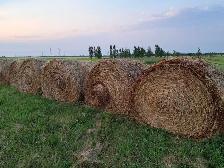 Round Bales