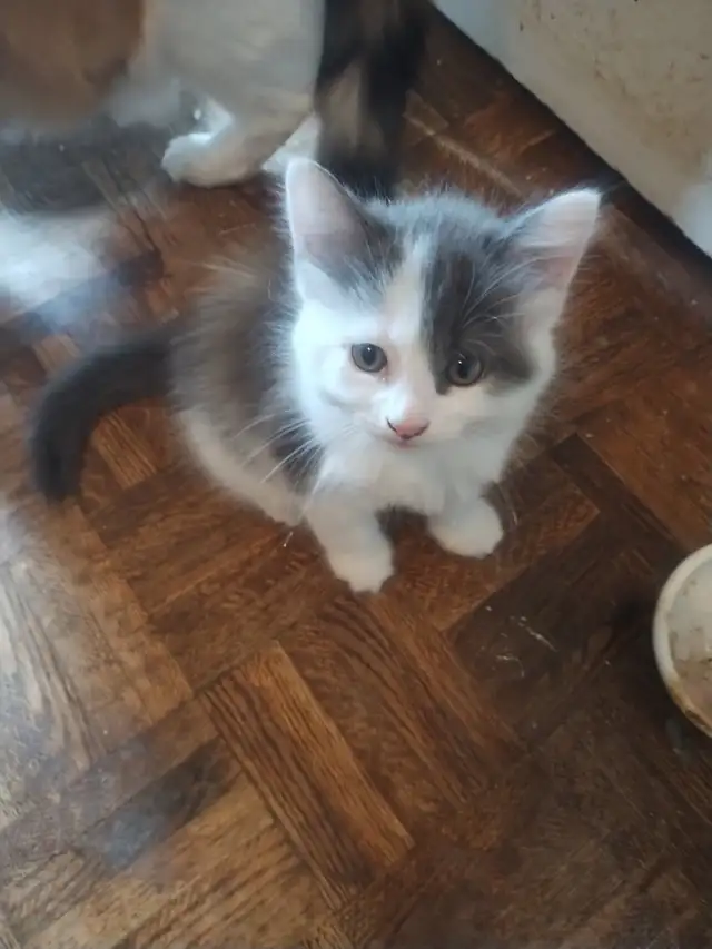 chaton à vendre