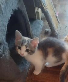 chaton à vendre - Photo 2