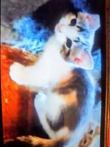 chaton à vendre - Photo 3