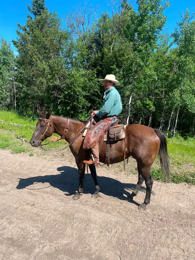 Broke Ranch Horse