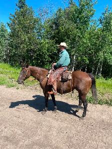 Broke Ranch Horse