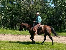 Broke Ranch Horse - Photo 2