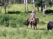 Broke Ranch Horse - Photo 3