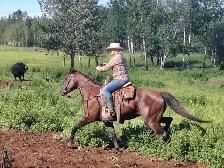 Broke Ranch Horse - Photo 4
