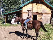 Broke Ranch Horse - Photo 5
