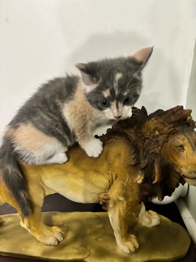 6.5 week old Kittens