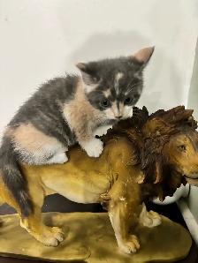 6.5 week old Kittens
