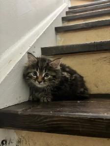 6.5 week old Kittens - Photo 2