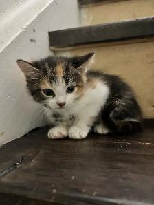 6.5 week old Kittens - Photo 3