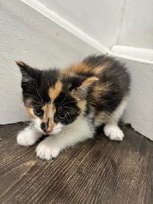 6.5 week old Kittens - Photo 4