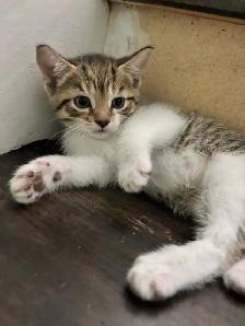 6.5 week old Kittens - Photo 5