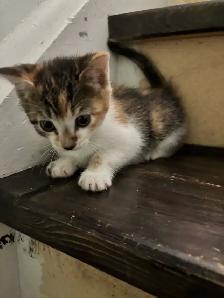 6.5 week old Kittens - Photo 6