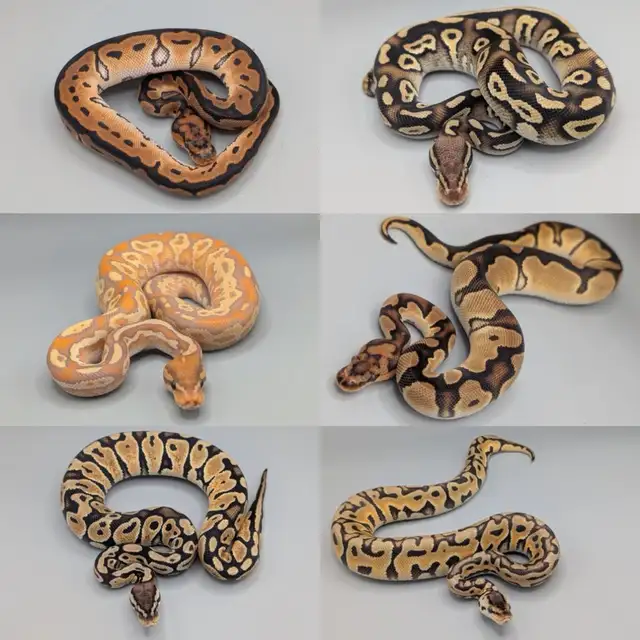 PYTHON ROYAL / BALL PYTHON