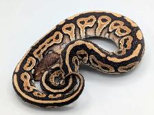 PYTHON ROYAL / BALL PYTHON - Photo 2