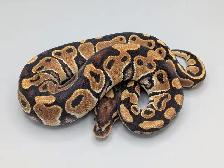 PYTHON ROYAL / BALL PYTHON - Photo 3