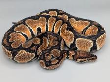PYTHON ROYAL / BALL PYTHON - Photo 4