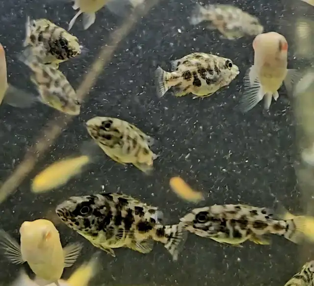 Livingstoni cichlid juveniles 1.5'-2'