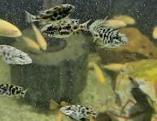 Livingstoni cichlid juveniles 1.5'-2' - Photo 3