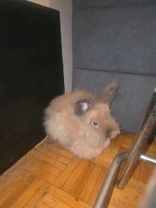 Two Lionhead Bunnies - Photo 4