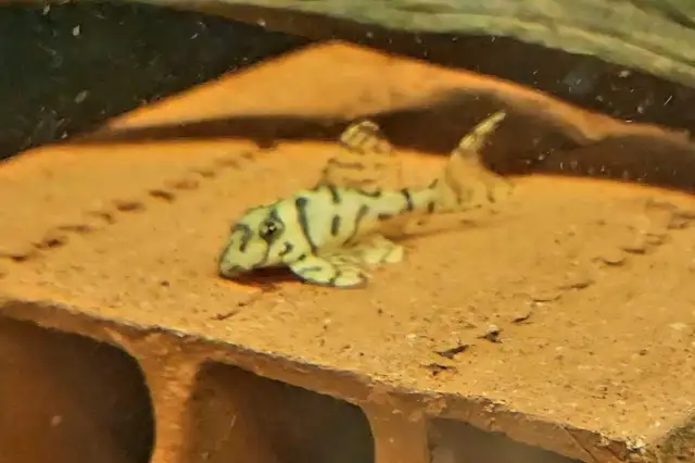 L236 super white pleco 2'