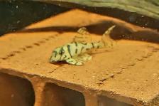 L236 super white pleco 2'