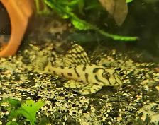 L236 super white pleco 2' - Photo 2