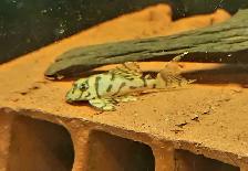 L236 super white pleco 2' - Photo 3