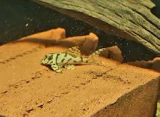 L236 super white pleco 2' - Photo 4