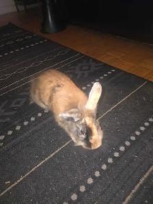 Two Lionhead babies - Photo 2