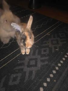 Two Lionhead babies - Photo 3