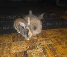 Two Lionhead bunnies