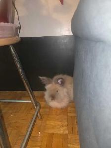 Two Lionhead bunnies - Photo 4