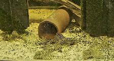 L333 yellow morph & black/white 3'-4' - Photo 2