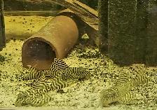 L333 yellow morph & black/white 3'-4' - Photo 3