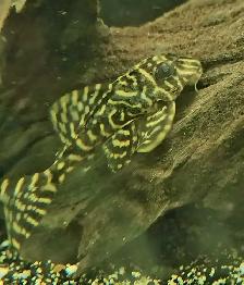 L333 yellow morph & black/white 3'-4' - Photo 5