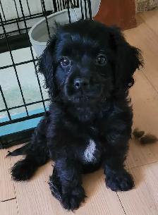 Black Puppy Sale